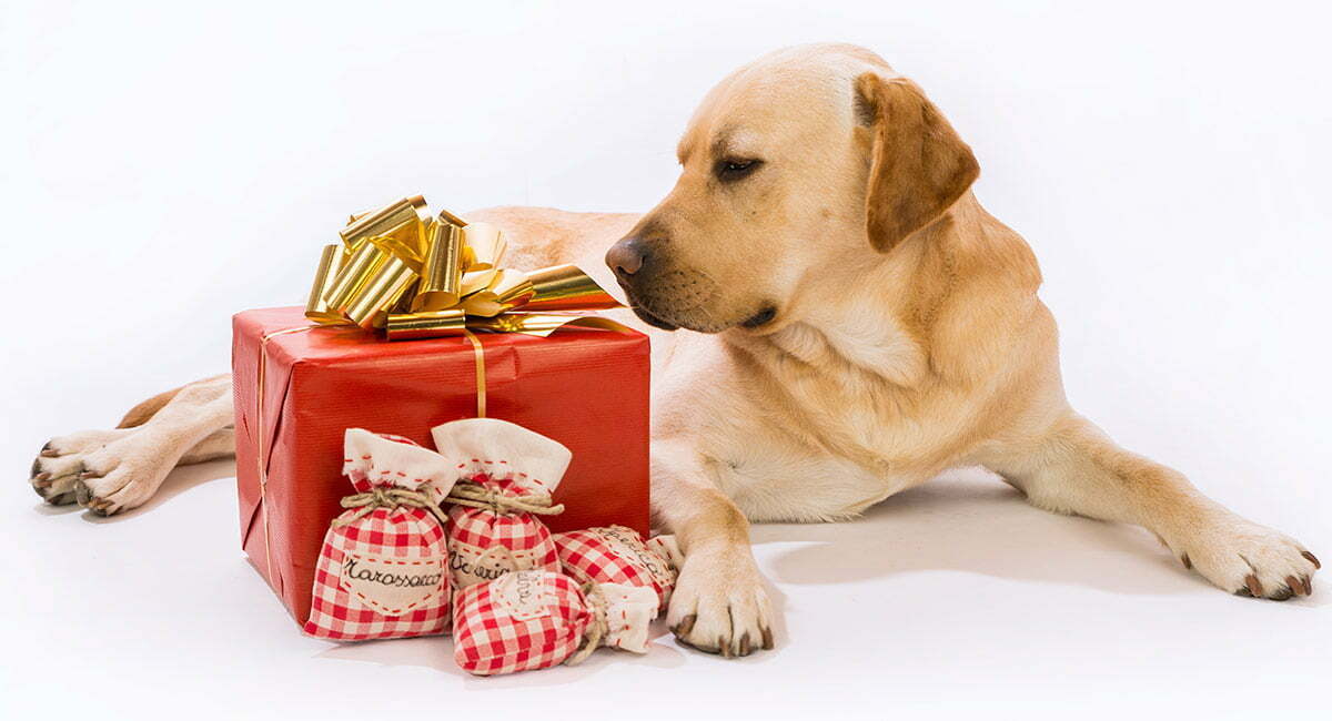 The best gift guide for your PET