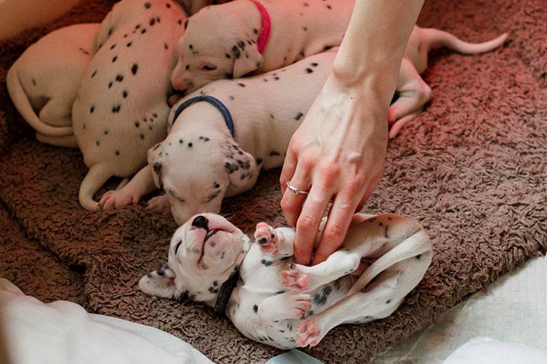 how do you know if newborn puppies are too hot