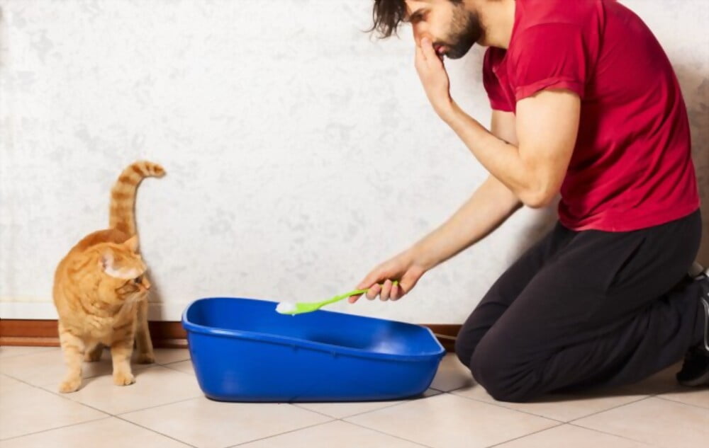 ما الطريقة الصحيحة لتعتني بنظافة قطتك الصغيرة؟