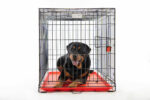 VOYAGER Wire Crate - 2 doors Red Tray