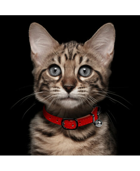 safira-red-cat-collar (1)