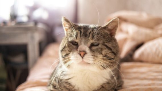 5 Ways to Prepare Your House for a Senior Cat