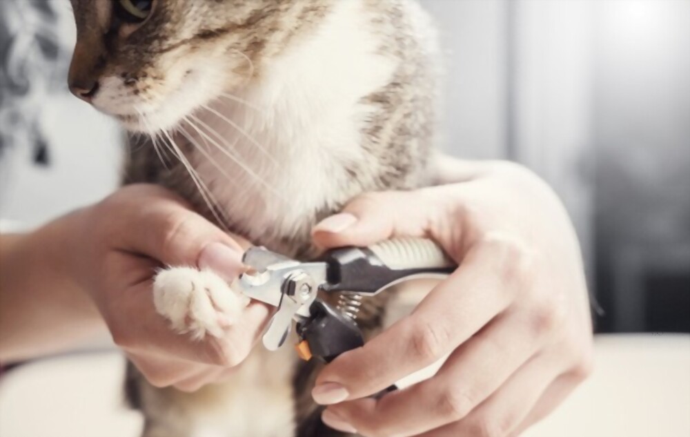 Tips For Trimming Your Cat's Nails At Home | PetBarn Kw
