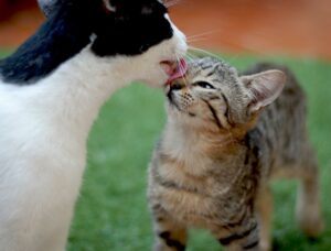 Tips for Introducing Your Cat to a New Kitten