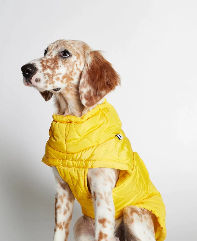 Al quilted puffer Yellow - Pet Barn