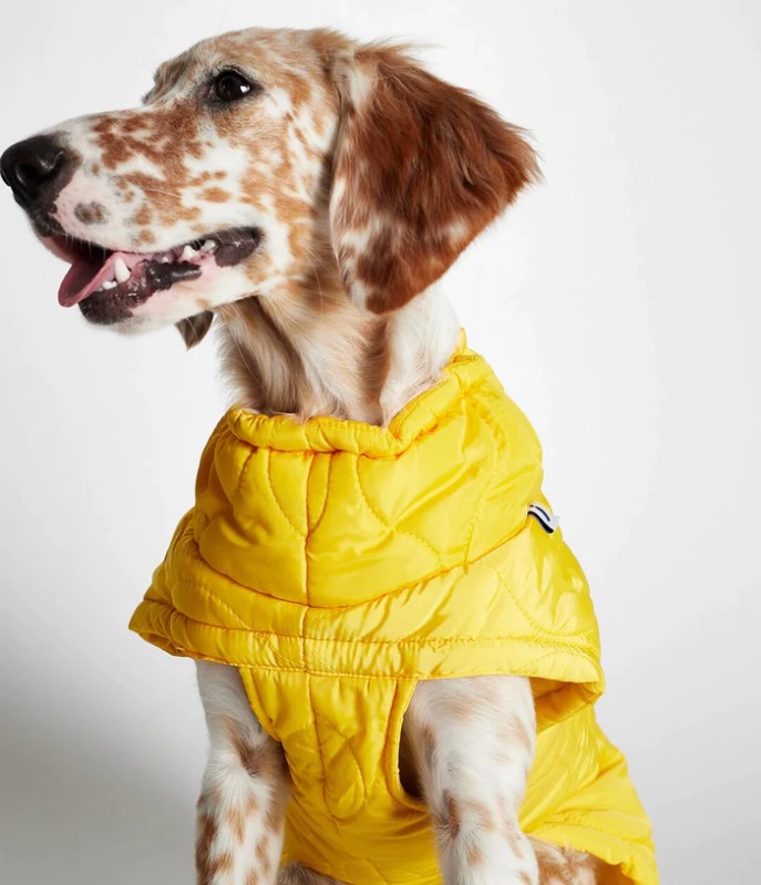 Al quilted puffer Yellow - Pet Barn