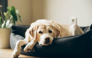 Signs Your Senior Dog May Have Arthritis