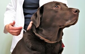 Dealing with Canine Diabetes: Signs, Monitoring, and Treatment