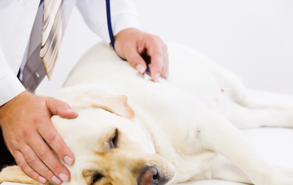 Signs of Worms in Dogs: What You Need to Know