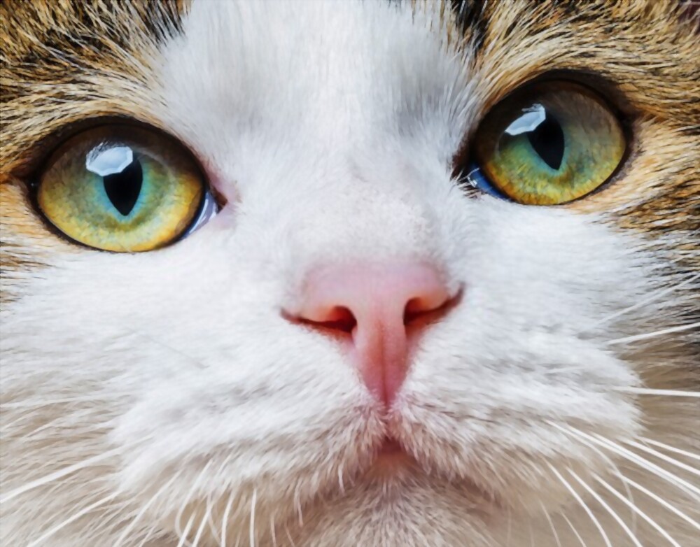 The Language of Your Cat's Eyes