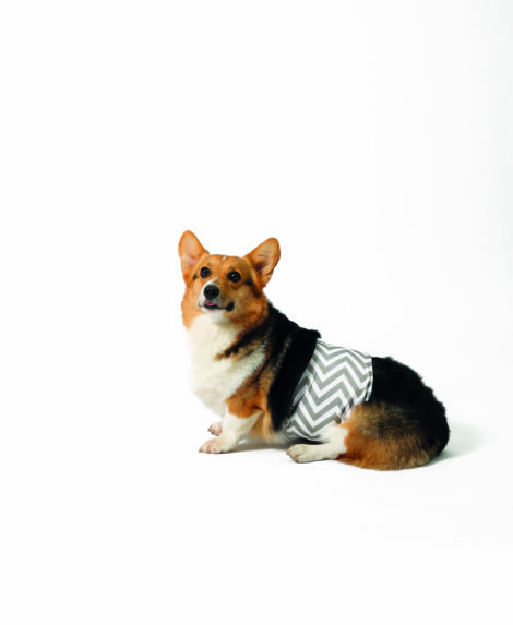 M-PETS_10169399_10169499_10169599__10169699_10169799_10169899_WASHABLE DOG DIAPERS_MALE_With dog