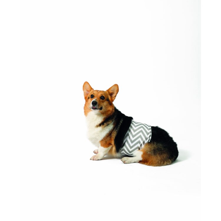 Best Pet Store in Kuwait Shop your pet supplies from Petbarn Kuwait