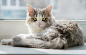 Cat Health Essentials: Preventive Care Tips
