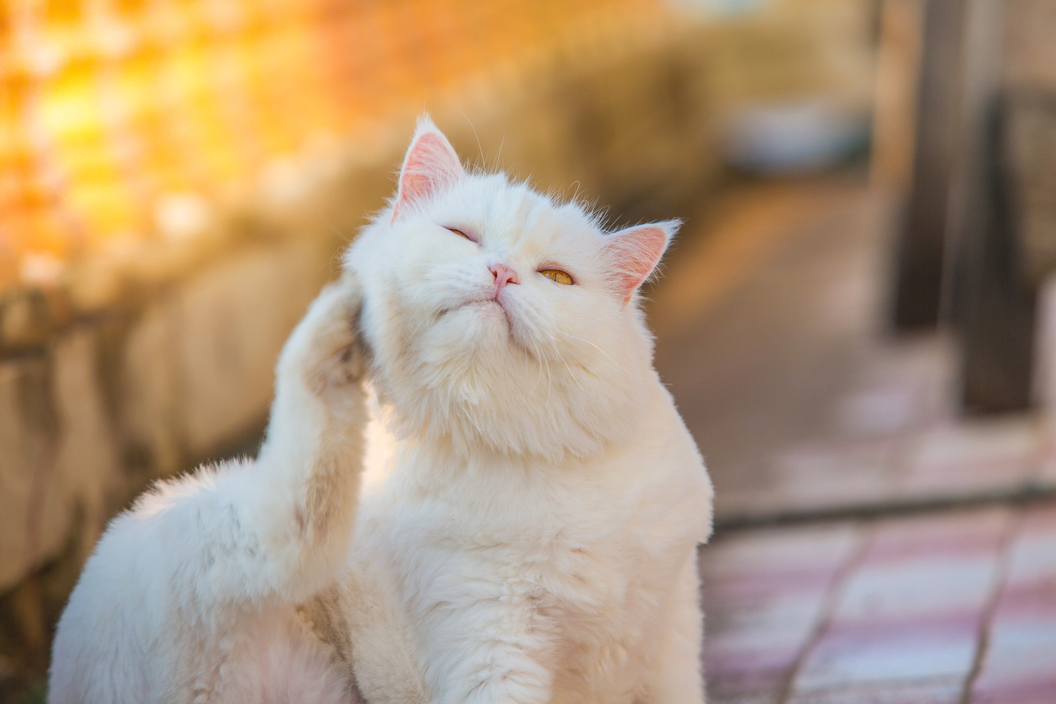 المشاكل الجلدية عند القطط: الحساسية والطفيليات والتهاب الجلد