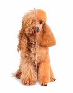 Dog Grooming Guide: Maintain a Beautiful Coat