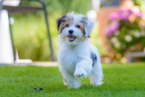 10 Essential Tips for Raising a Happy and Healthy Dog