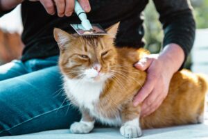 Cat Care: A Comprehensive Guide for Cat Owners
