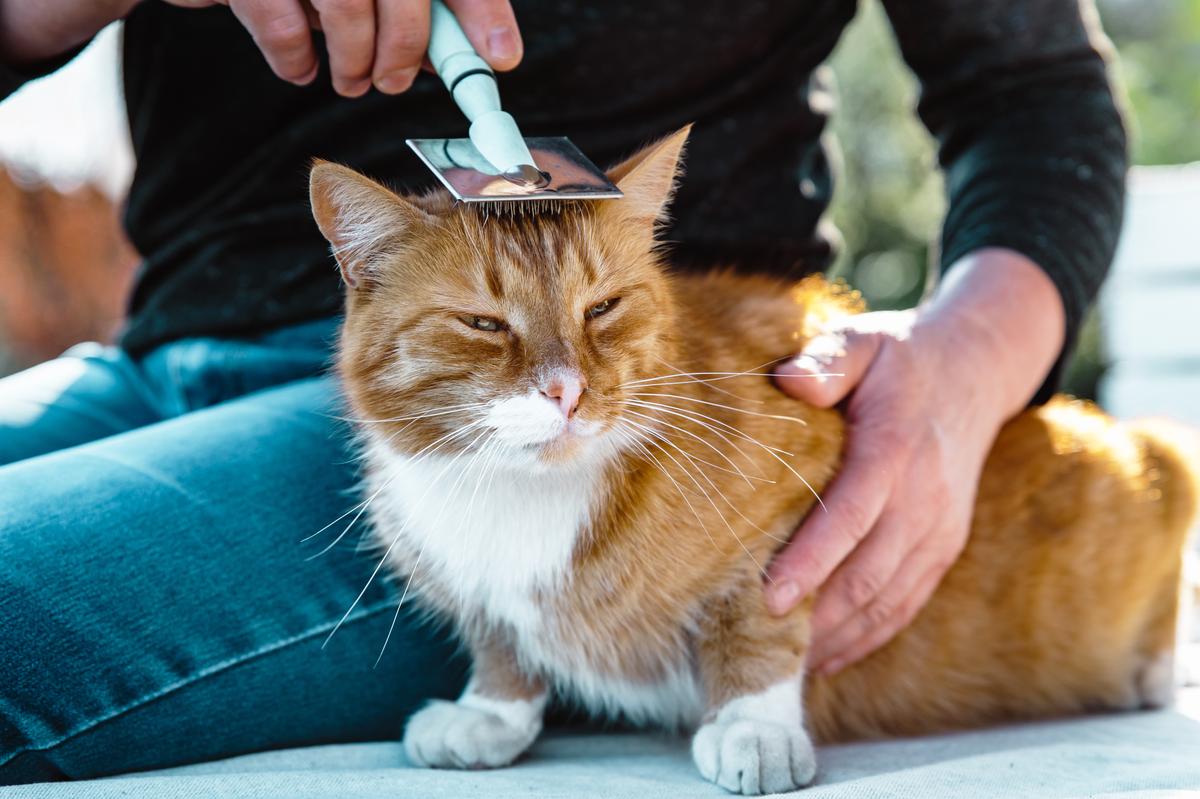 Cat Care: A Comprehensive Guide for Cat Owners