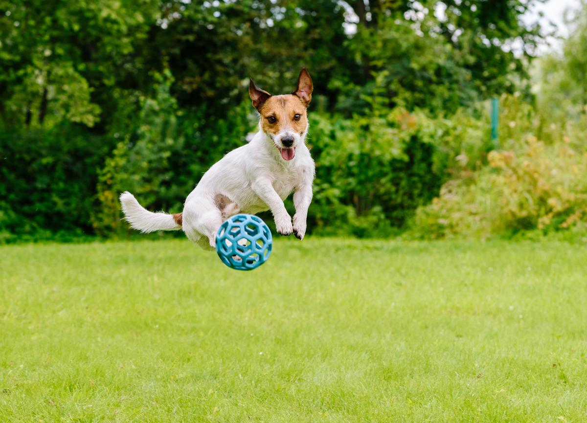 Toys to Keep Your Dog Active