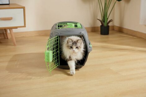 M_PETS_10453899_ECO_GIRO_M_Lifestyle_Cat_Indoor_HOR_CMYK_2