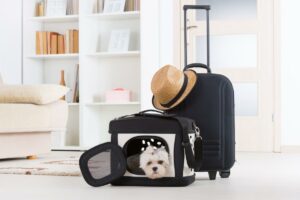Traveling with Your Pet: Essential Accessories for Safe and Comfortable Journeys