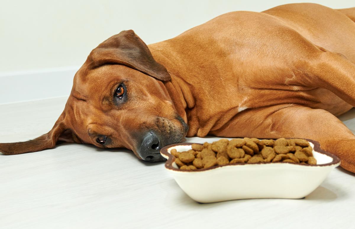 الاضطرابات الهضمية عند الحيوانات الأليفة: أسبابها أعراضها وعلاجها