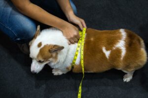 The Dangers of Dog Obesity: Health Risks and Weight Management