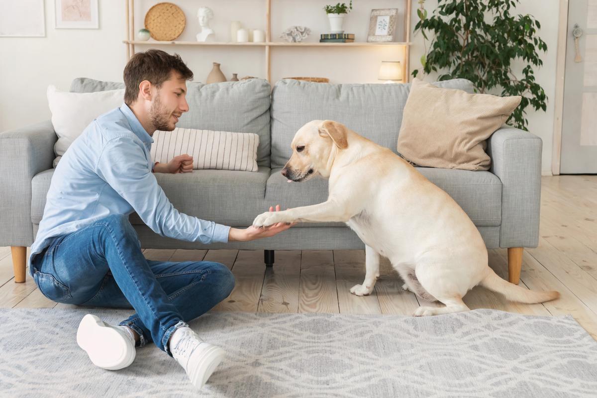 Top 5 Dog Training Techniques Every Pet Owner Should Master