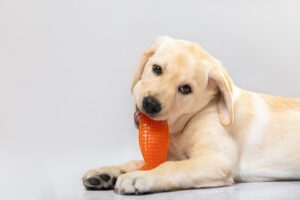Choosingthe Right Chew Toys: Keeping Your Dog Busy and Their Teeth Healthy