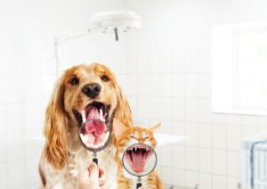 Dental Health for Pets: Common Issues and Tips for Oral Care