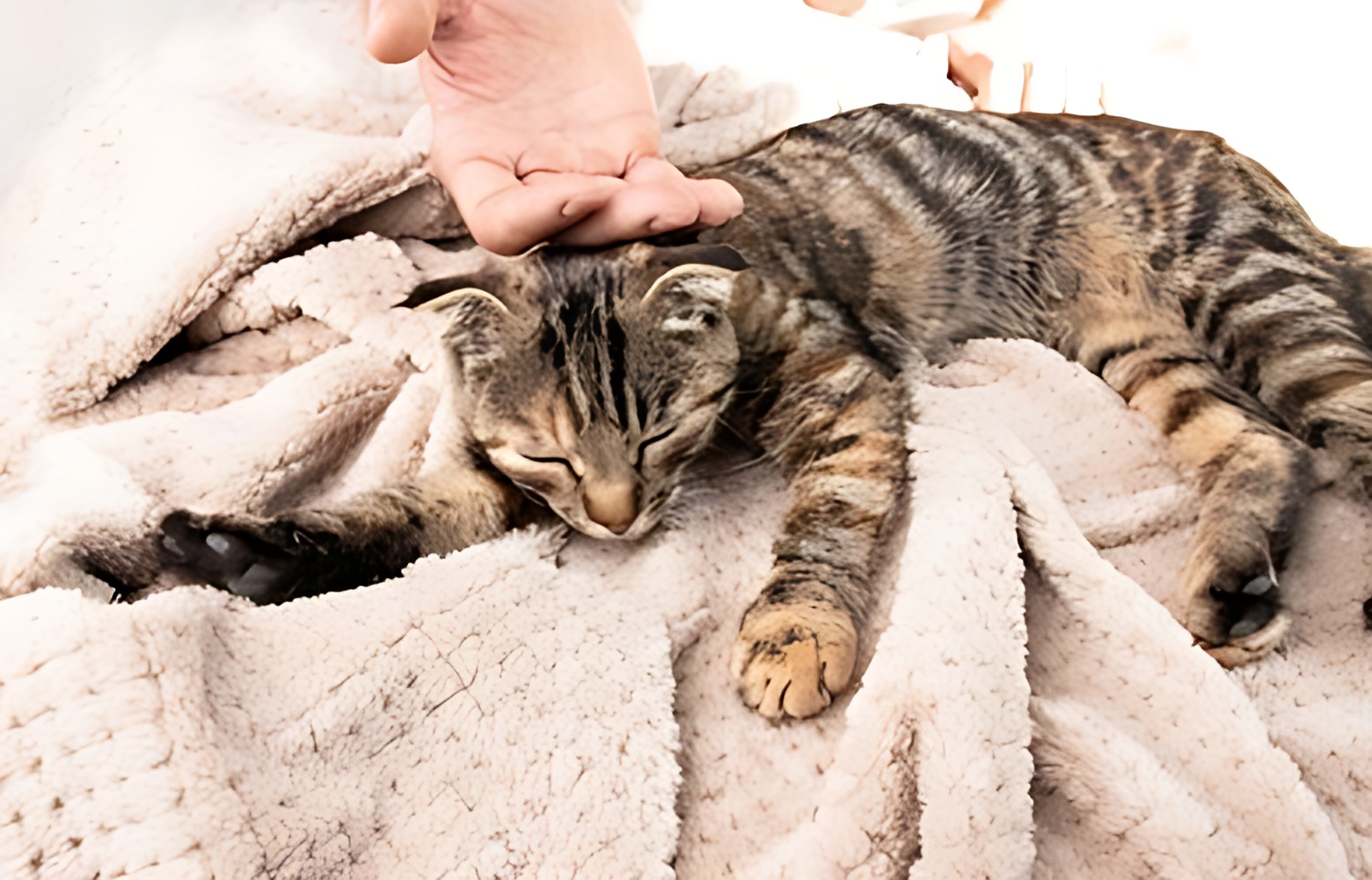 التهاب المفاصل عند القطط: الأعراض طرق التحكم بالألم ونصائح للممارسة الرياضة
