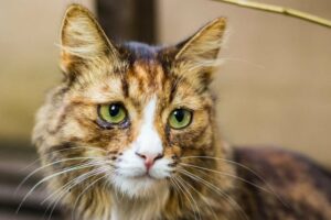 Understanding Feline Tears: Why Do Cats Cry?
