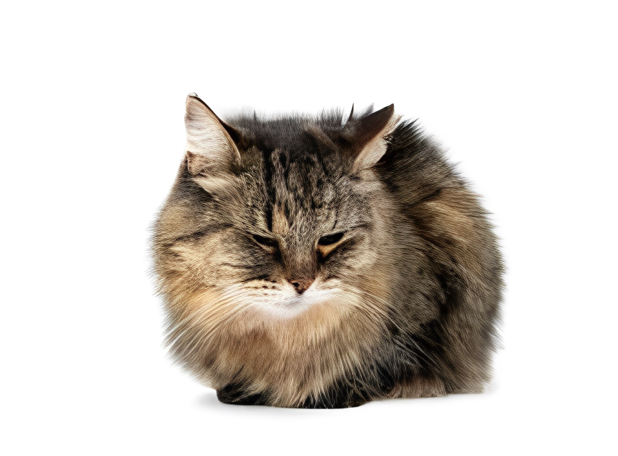 التهاب المجاري البولية عند القطط: الأسباب الأعراض وطرق الوقاية الشاملة