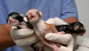From Birth to Adorable: How to Provide Optimal Care for Newborn Kittens