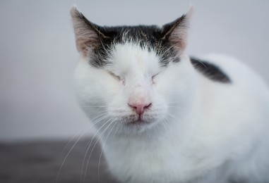 Adopting a Blind Cat: What You Need to Know
