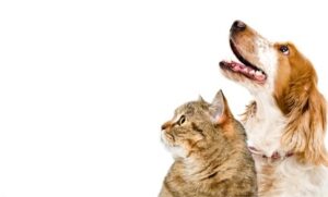 Animal Instincts: Can Pets Predict Earthquakes?