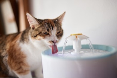 Why Every Pet Needs a Fountain: The Benefits of Hydration