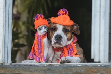 Winter Fashion Trends for Pets: Keeping Your Furry Friends Cozy and Stylish