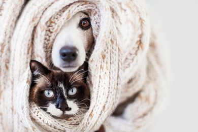نصائح لرعاية الحيوانات الأليفة في فصل الشتاء