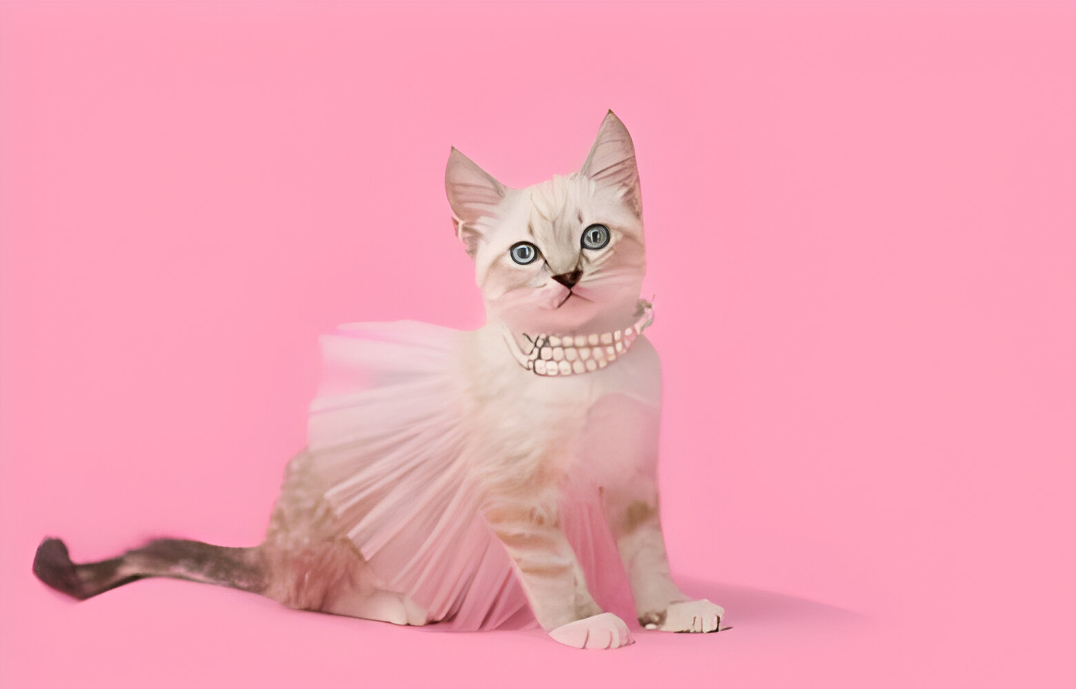 A-Fashionista's-How-to-Select-the-Best-Clothes-and-Accessories-for-Your-Lovely-Cat
