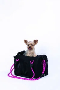 M-PETS_10703899-REMIX-Travel-Carrier-pink-9-scaled-200×300