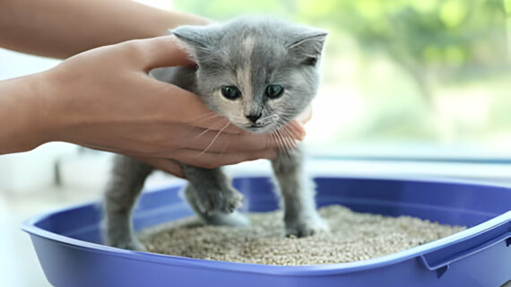 نصائح لتدريب قطتك الصغيرة على استخدام صندوق الرمل