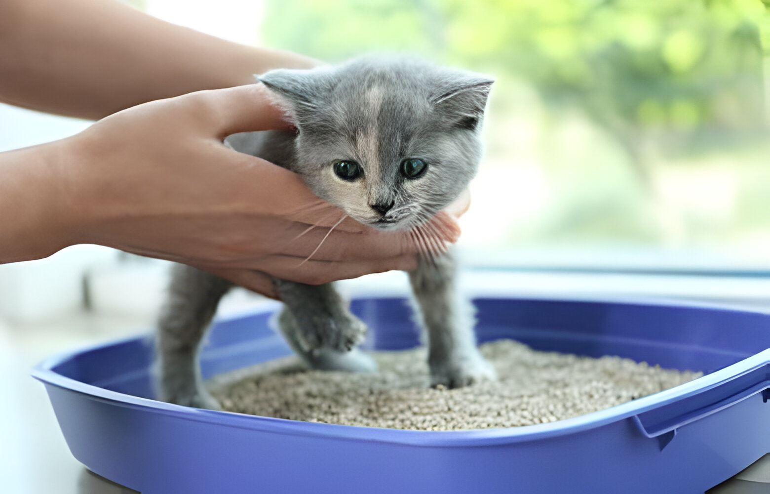 نصائح لتدريب قطتك الصغيرة على استخدام صندوق الرمل