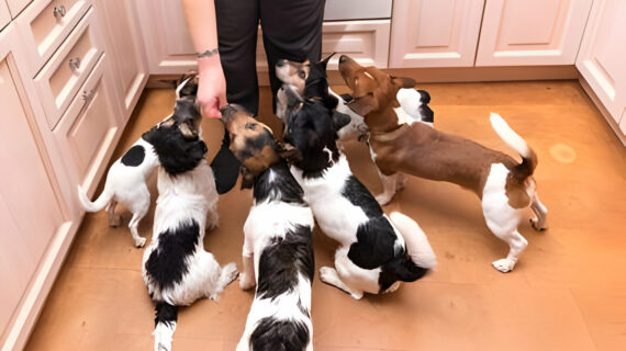 Tips for Managing Multiple Dogs at Home