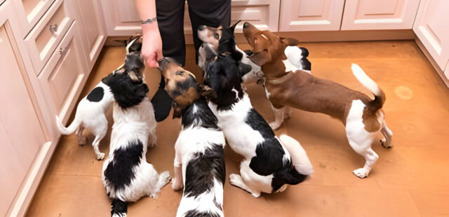 Tips for Managing Multiple Dogs at Home