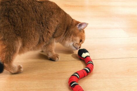 M_PETS_20642099_SNAKE_Cat_Toy_Lifestyle_With_Cat_HOR_CMYK_2