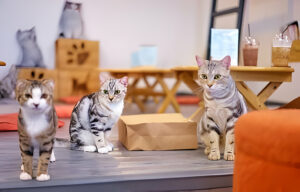 Tips for Managing Multiple Feline Friends Under One Roof