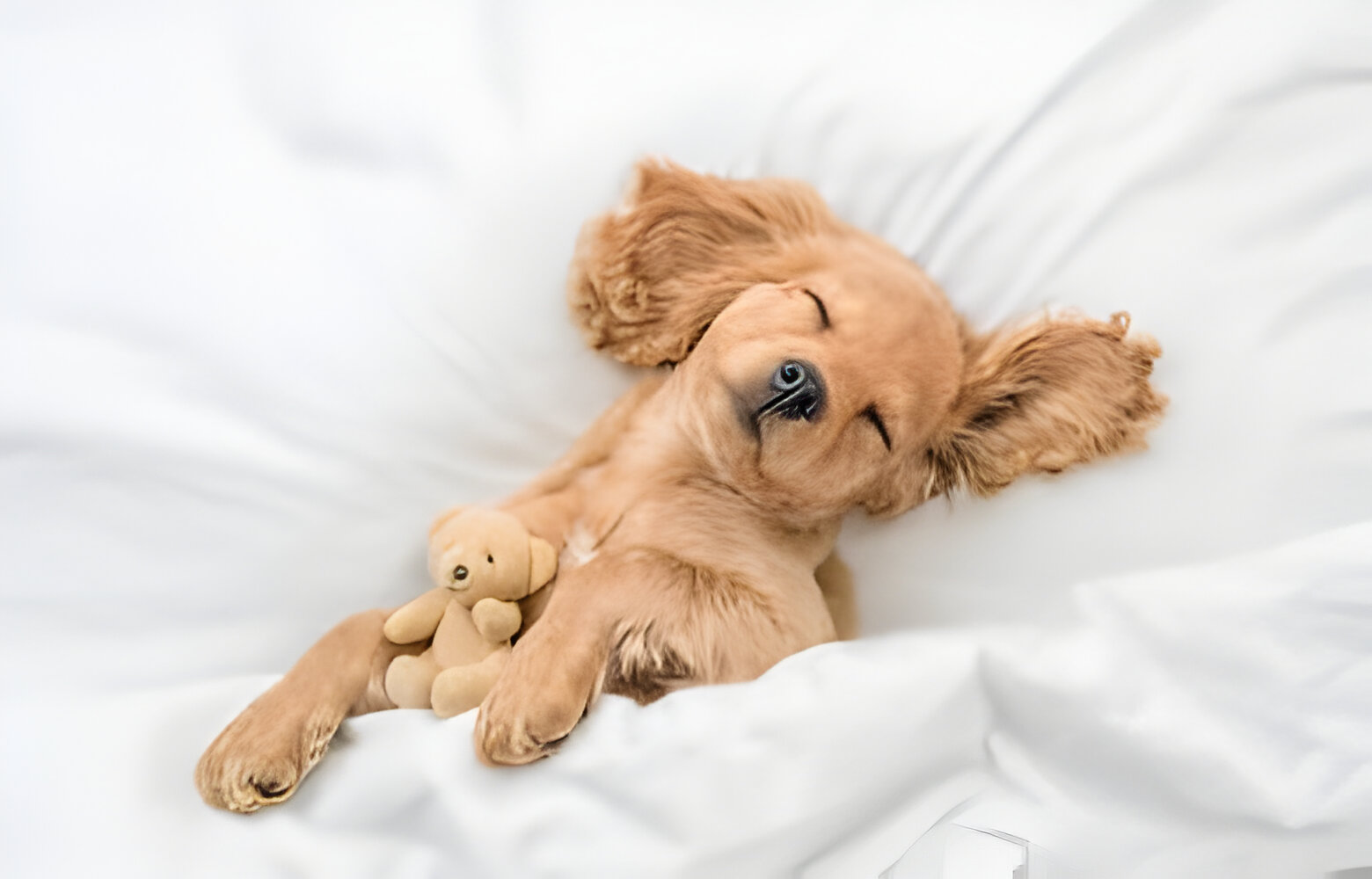 What Causes Some Dogs to Snooze More Than Others