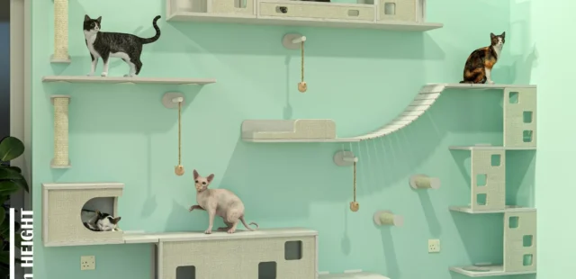 Discover the Purrfect Cat Wall Collection at Pet Barn Kuwait
