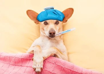 Understanding Canine Influenza